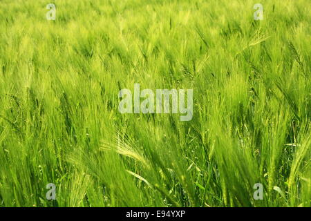 L'orge (Hordeum vulgare) Banque D'Images