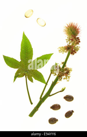 Plante de ricin - Ricinus communis Banque D'Images