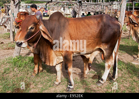Le bétail de Brahman ou zébu (Bos primigenius indicus), l'élevage des animaux, bull market, San Patong, la province de Chiang Mai, Thaïlande Banque D'Images