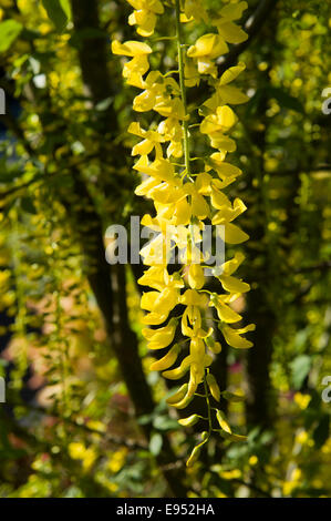 fleur Cytise Banque D'Images
