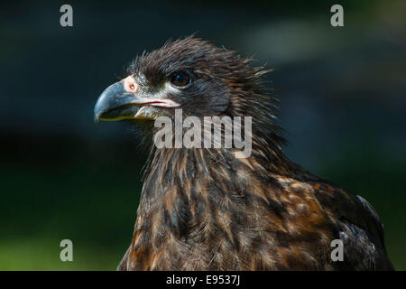 Caracara strié ou Johnny Rook (Phalcoboenus australis), l'un des plus rares oiseaux de proie dans le monde, l'île de la carcasse Banque D'Images