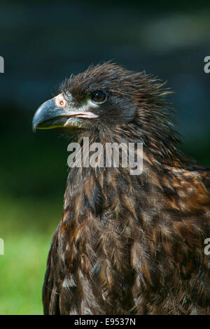 Caracara strié ou Johnny Rook (Phalcoboenus australis), l'un des plus rares oiseaux de proie dans le monde, l'île de la carcasse Banque D'Images