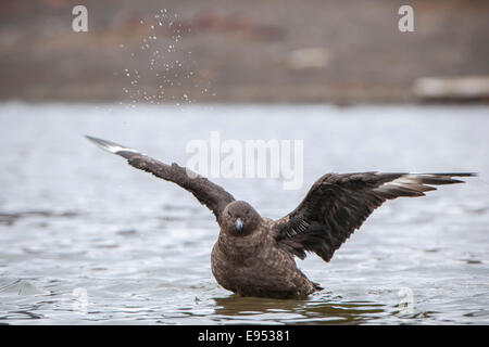 (Stercorarius Skua polaire sud maccormicki) baignant dans un étang d'eau douce, la baie des baleiniers, Deception Island, Îles Shetland du Sud Banque D'Images