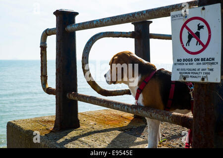 L'interdiction des chiens sur la plage, à côté d'un chien beagle tricolore signe d'interdiction, St Margaret's Bay, près de Douvres, Kent, Angleterre, Royaume-Uni Banque D'Images