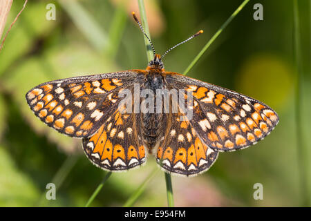 Marsh Fritillary butterfly, maintenant de devenir rare au Royaume-Uni, le lézard, Cornwall, England, UK. Banque D'Images