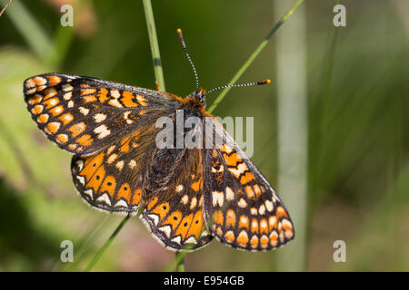 Marsh Fritillary butterfly, maintenant de devenir rare au Royaume-Uni, le lézard, Cornwall, England, UK. Banque D'Images