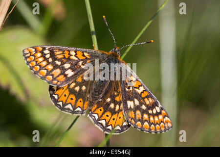 Marsh Fritillary butterfly, maintenant de devenir rare au Royaume-Uni, le lézard, Cornwall, England, UK. Banque D'Images