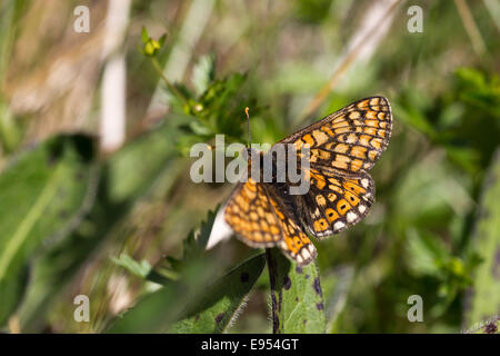 Marsh Fritillary butterfly, maintenant de devenir rare au Royaume-Uni, le lézard, Cornwall, England, UK. Banque D'Images