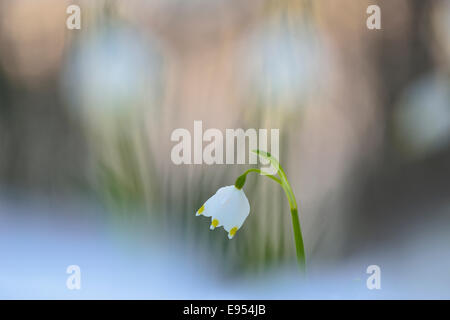 Printemps Leucojum vernum (flocon), des fleurs dans la neige, Saxe, Allemagne Banque D'Images