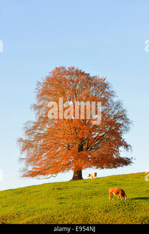 Hêtre européen (Fagus sylvatica) en automne, le bétail en pâturage, Rieden am Forggensee, Ostallgaeu Allgaeu Bayerisch souabe,,, Bavière, Allemagne Banque D'Images