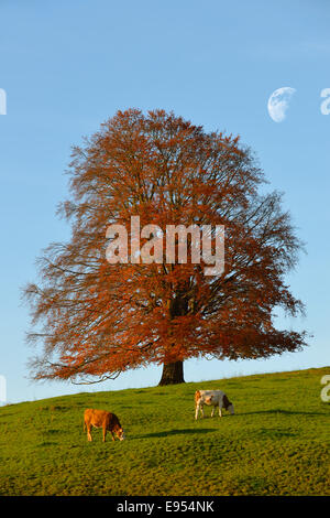 Hêtre européen (Fagus sylvatica) en automne, le bétail en pâturage, Rieden am Forggensee, Ostallgaeu Allgaeu Bayerisch souabe,,, Bavière, Allemagne Banque D'Images