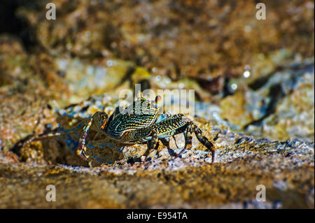 Sally-pied-léger (crabe Grapsus albolineatus), Dive Resort Wakatobi, Sulawesi, Indonésie Banque D'Images