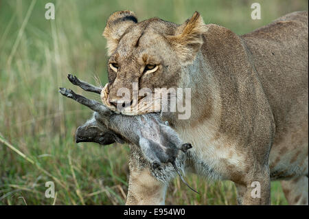 Lioness (Panthera leo), adulte, avec un phacochère kill, Masai Mara, Kenya Banque D'Images