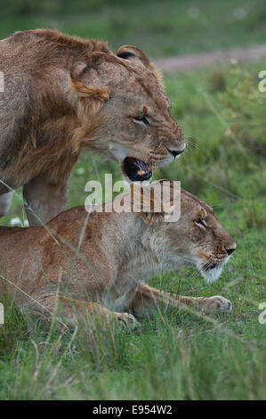 Les lions (Panthera leo), couple, Maasai Mara, Kenya Banque D'Images