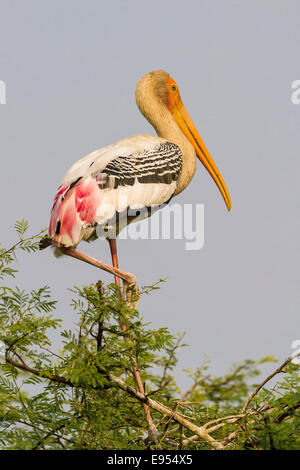 Stork (Mycteria leucocephala peint), Parc national de Keoladeo, Rajasthan, Inde Banque D'Images