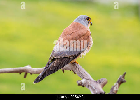 Faucon crécerellette (Falco naumanni), l'Estrémadure, Espagne Banque D'Images