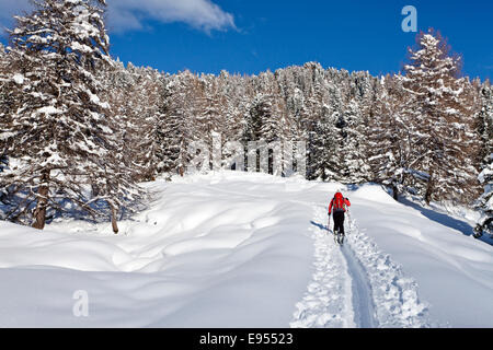 Tourer Ski lors de l'ascension du mont Juribrutto, vallée de Fiemme, Dolomites, Trentin, Italie Banque D'Images