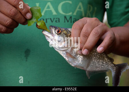 Homme tenant un piranha Pygocentrus (spec.) dans une main, le Parc National de Mamirauá, Manaus, Amazonas, Brésil Banque D'Images