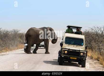 L'éléphant africain (Loxodonta africana), bull elephant crossing a road, Etosha National Park, Namibie Banque D'Images