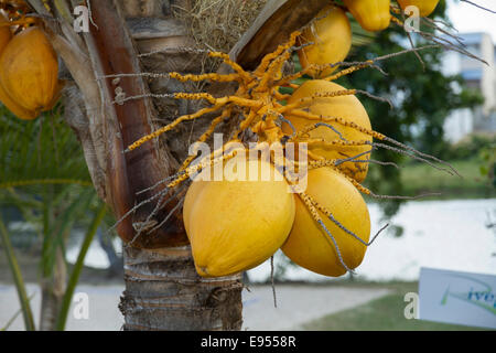 Coco (Cocos nucifera) growing on tree, Maurice Banque D'Images