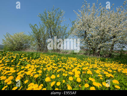 Fleurs de pissenlit (Taraxacum sect. Ruderalia) et la floraison prunellier (Prunus spinosa), Thuringe, Allemagne Banque D'Images