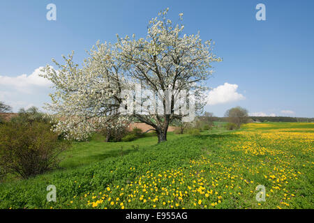 Fleurs de pissenlit (Taraxacum sect. Ruderalia) et la floraison le merisier (Prunus avium) dans un pré, Thuringe, Allemagne Banque D'Images