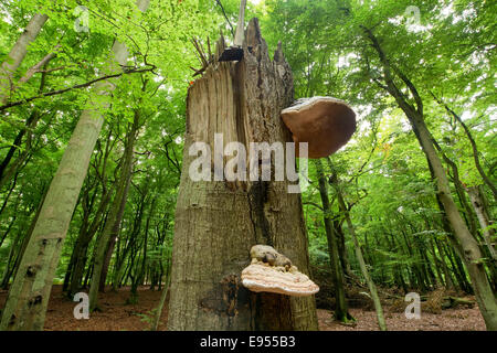 Dead hêtre (Fagus sylvatica) avec l'amadou Fomes fomentarius (champignon) Darss, Poméranie occidentale Lagoon Salon National Park Banque D'Images