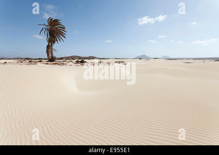 Palmier solitaire dans les dunes de sable du désert Deserto Viana, île de Boa Vista, Cap Vert, République de Cabo Verde Banque D'Images