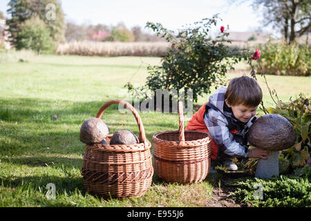 Funny jeune boy picking Fresh Mushrooms en panier dans jardin Banque D'Images