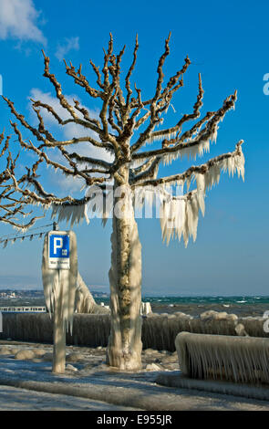 Arbre recouvert d'une épaisse couche de glace sur la promenade sur le lac de Genève, Versoix, Canton de Genève, Suisse Banque D'Images