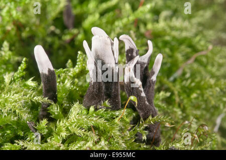 Xylaria hypoxylon chandelier (champignon), Bade-Wurtemberg, Allemagne Banque D'Images