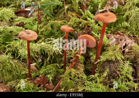 Laccaria Laccaria laccata (cireux), Bade-Wurtemberg, Allemagne Banque D'Images