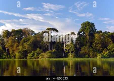 Banque de la rivière Rio Solimões inondées avec Várzea Forêt, Parc National de Mamirauá, Manaus, Amazonas, Brésil Banque D'Images