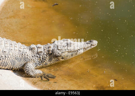 Les crocodiles du Nil (Crocodylus niloticus), crocodile ranch, Otjiwarongo, Namibie Banque D'Images