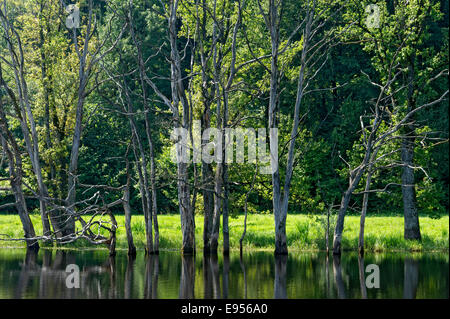 Les arbres morts sur la lande Lake dans le Seachtn électrique trous en mire Andechs, Oberbayern, Bavière, Allemagne Banque D'Images