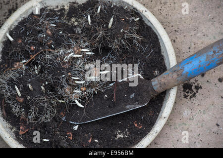 Dug up Crocus bulbes dans un cache-pot avec une truelle à main Banque D'Images