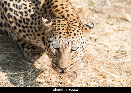 Leopard (Panthera pardus), la Namibie Banque D'Images