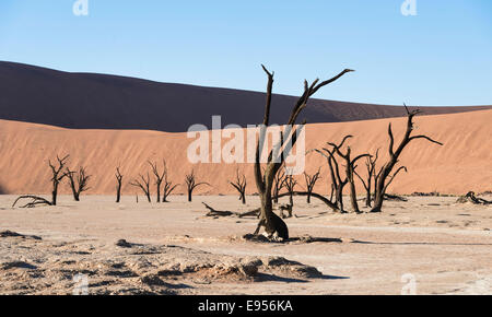 Arbres morts dans de sel et d'argile, Pan Pan morte, Sossusvlei, UNESCO World Heritage Site, Désert du Namib, Namibie Banque D'Images