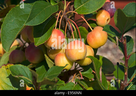 'Golden Apple ornementales Hornet' (Malus sp.) Banque D'Images