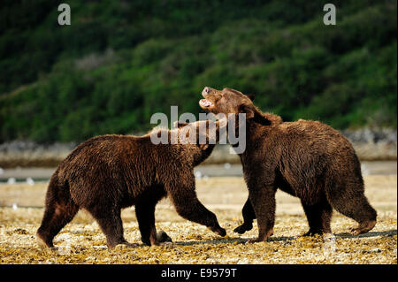 Deux ours bruns (Ursus arctos) play-combattre les uns avec les autres, Katmai National Park, Alaska Banque D'Images