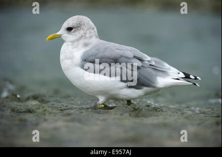 Goéland cendré (Larus canus) marcher dans l'eau peu profonde, Katmai National Park, Alaska Banque D'Images