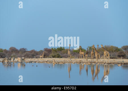 Les Girafes (Giraffa camelopardis) Klein Namutoni waterhole, Etosha National Park, Namibie Banque D'Images