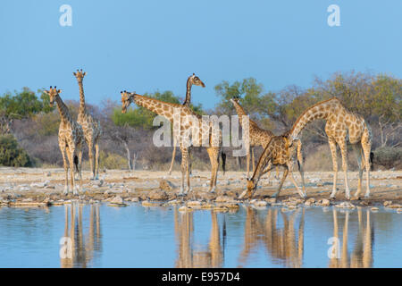 Les Girafes (Giraffa camelopardis) à la Klein Namutoni waterhole, Etosha National Park, Namibie Banque D'Images