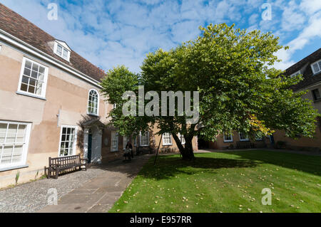 Arbre Judas, Cerdis siliquastrum, dans la cour du Thoresby College, King's Lynn, Norfolk. Détails dans Description. Banque D'Images