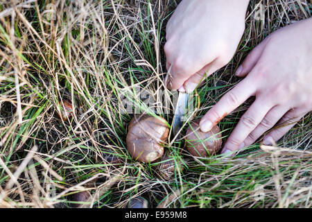 Jeune femme comestibles frais coupés Boletus edulis en herbe de la forêt de champignons Banque D'Images