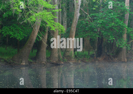 Le long du lac de l'eau sage Tupelo. Congaree National Park, Caroline du Sud, au printemps. Banque D'Images