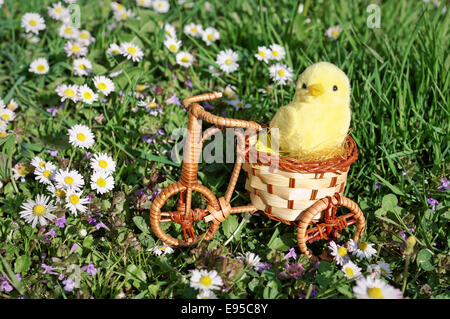 Beau petit poulet avec daisy fleurs jardin Banque D'Images