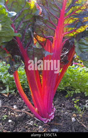 Chard croissant dans jardin, Close up Banque D'Images