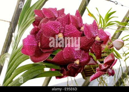 Rosey orchidées de couleur Banque D'Images