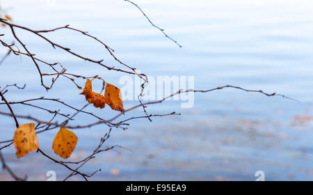 Les feuilles sèches de l'automne sur les côtes de l'arbre avec les reflets dans l'eau froide du lac encore bleu Banque D'Images